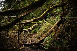 Azores  by Pieter  Debie