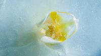 Une orchidée dans la glace fondante