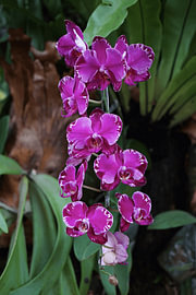 Paarse vlinderorchidee (Phalaenopsis-hybride) van Vínculae