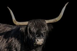 Highlander, noir écossais Highlander