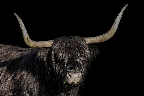 Hooglander, zwarte Schotse Hooglander