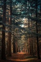Path in forest