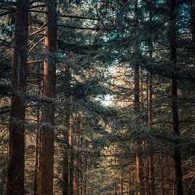 Pfad im Wald von Brulin fotografie