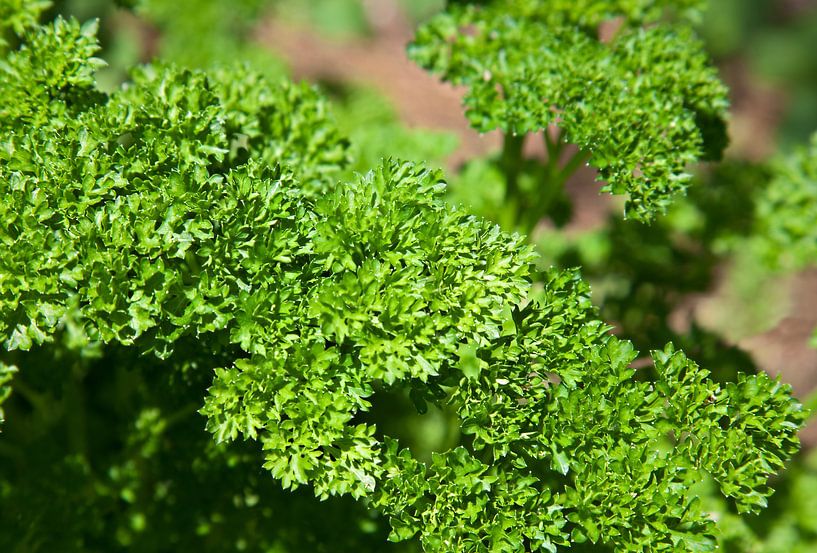 Parsley by Bo Valentino