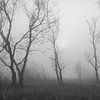 Bomen in mist 4 van Thijs Friederich