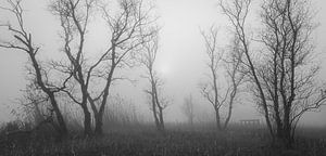 Arbres dans le brouillard