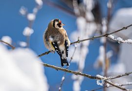 A goldfinch sits on a snow-covered tree by ManfredFotos