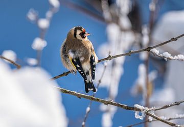 Een distelvink zit op een besneeuwde boom