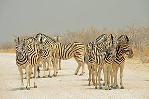 Overstekende zebra's in Etosha National Park van Renzo de Jonge