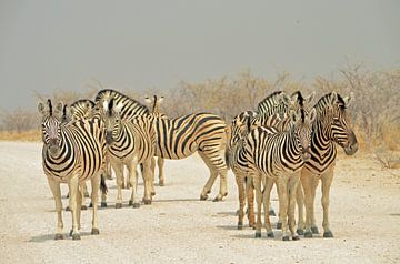 Traversée de zèbres dans le parc national d'Etosha sur Renzo de Jonge