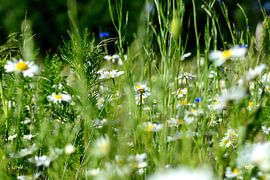 bloemenweide von Petra De Jonge