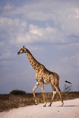 Animaux sauvages traversant la route
