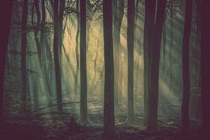 Lumière mystique du soleil entre les troncs d'arbres brumeux.