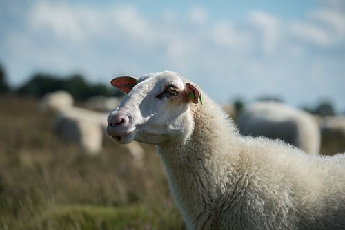 Schapen op de Veluwe bij Ede 02