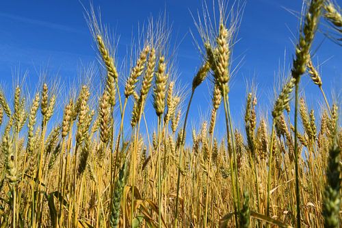 Een tarweveld in de zomer