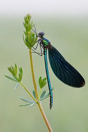 kostbar... Blaufluegel-Prachtlibelle *Calopteryx virgo* von wunderbare Erde