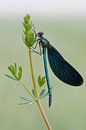 precious... Blauwkeeljuffer *Calopteryx virgo van wunderbare Erde thumbnail