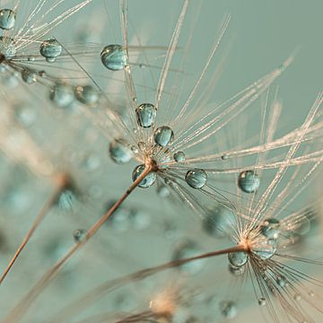 Abstract square: Droplets rest on a dandelion by Marjolijn van den Berg