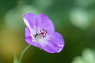 violette Sommerblume von Tania Perneel Miniaturansicht