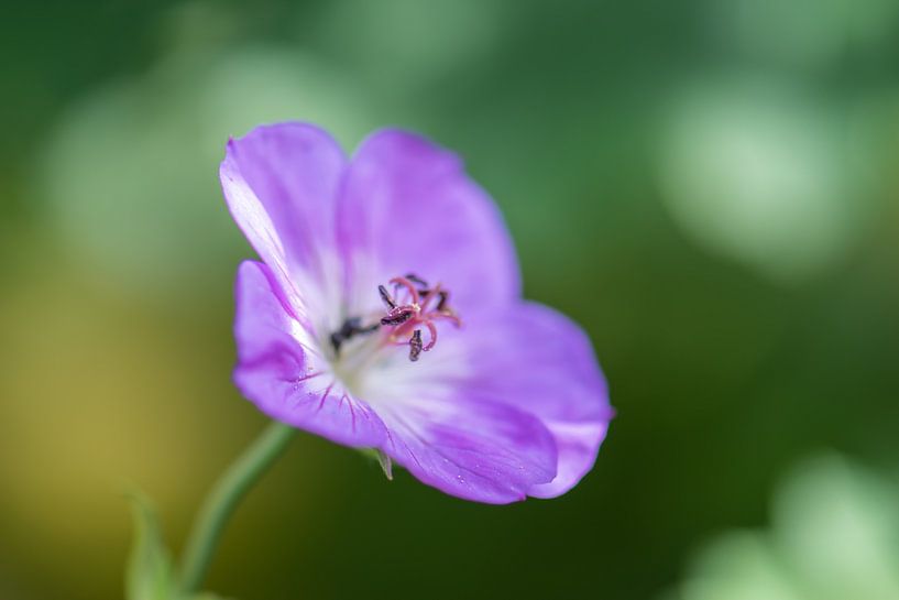paarse zomerbloem van Tania Perneel