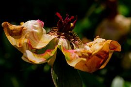 Peony shows her crown by FotoGraaGHanneke