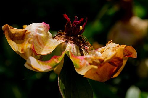 Une pivoine montre sa couronne