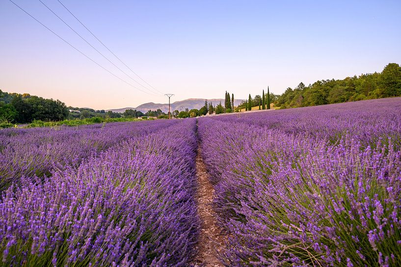 Lavendel von Marjolijn Nugteren