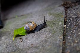 Snail on the terrace by Angela Kiemeneij