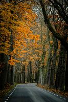 Herbstfarben entlang der Straße