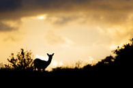 Fallow deer @ sunset van Pim Leijen thumbnail