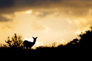 Fallow deer @ sunset van Pim Leijen