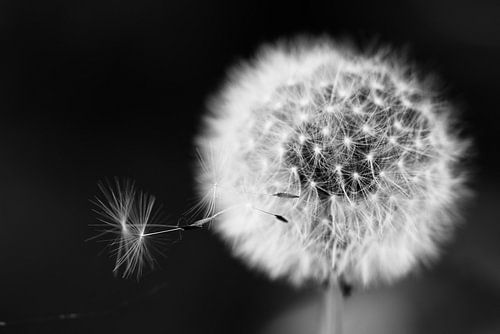 Löwenzahn mit Samen im Wind