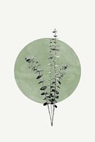 Eucalyptus en groene maan