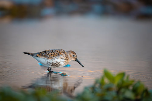 Small Wader by the Water