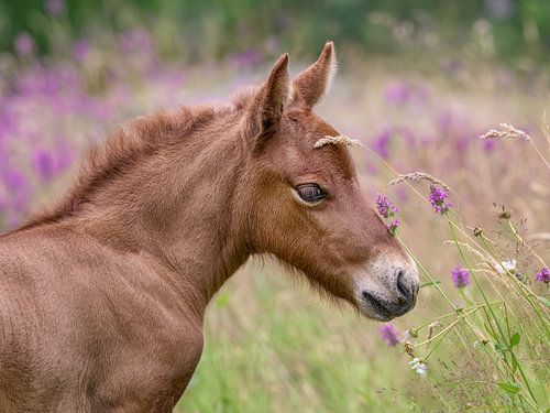 IJslands paardenveulen