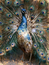 Pfau mit ausgebreiteten blauen Federn