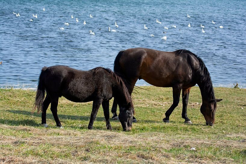 De rust van de paarden van Claudia Evans