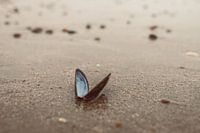 Blauwe schelp op strand in Zeeland