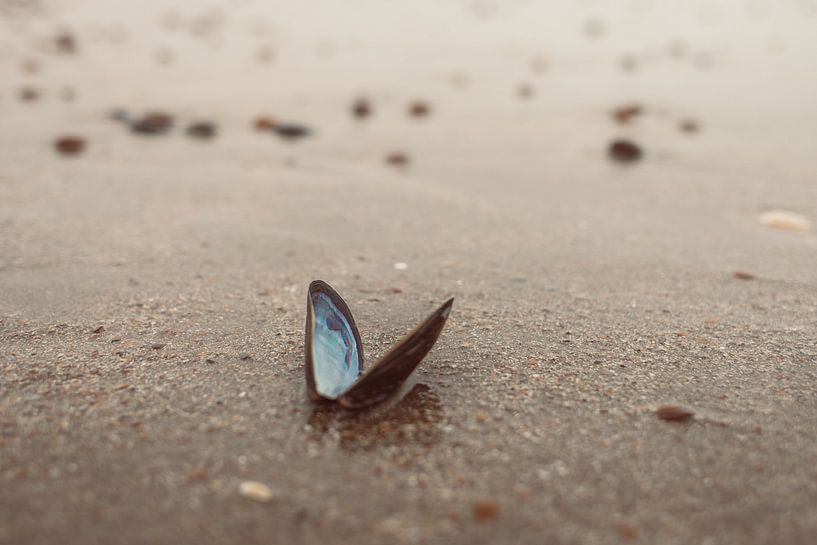 Blue shell on beach in Zeeland by Veri Gutte