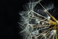 The Dandelion
