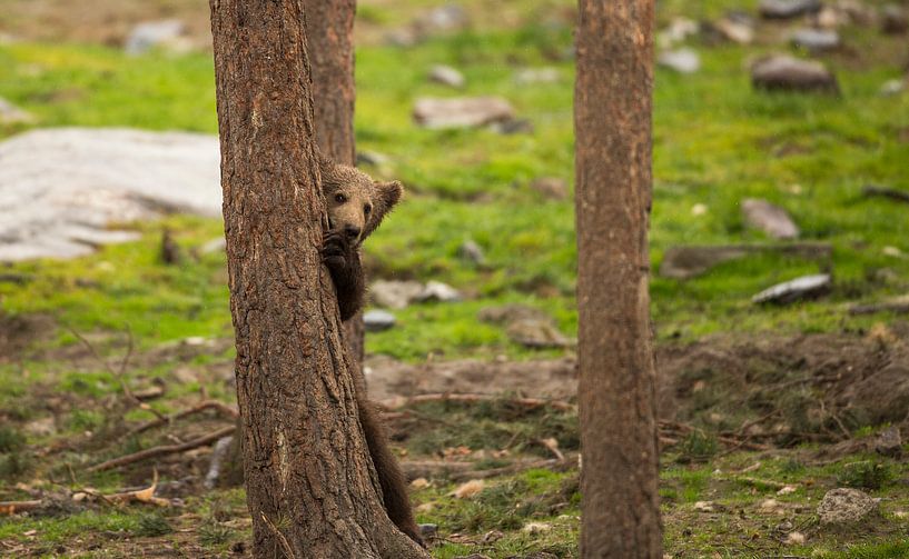 Jeune ours brun  par Rando Kromkamp