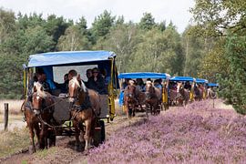Horse-drawn carriages, Osterheide nature reserve, Schneverdingen, L�neburger Heide, Lower Saxony, Ge by Torsten Krüger