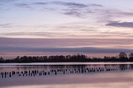 Sunrise Vinkeveen Botshol! by Peter Haastrecht, van thumbnail