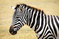 Zebra in Ngorongoro, Tanzania