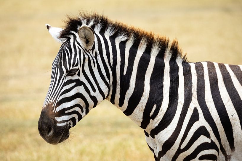 Zebra in Ngorongoro, Tanzania van Ruben Bleichrodt