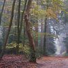 Mistige herfst ochtend in Speulderbos (liggend) van Cor de Hamer