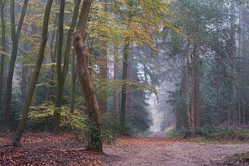 Misty autumn morning in Speulder forest (landscape) by Cor de Hamer