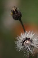 Distel