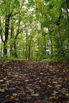 A path through a deciduous forest by Claude Laprise
