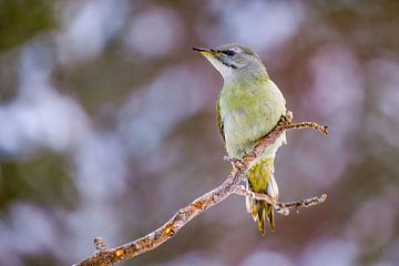 Der Grauspecht oder Graugrünspecht (Picus canus) von Gert Hilbink